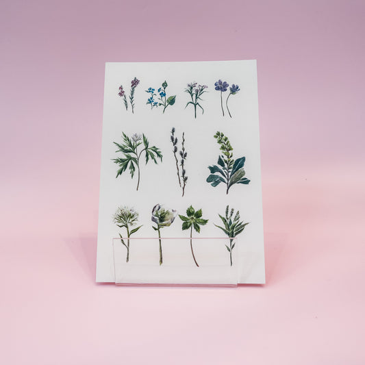 Kartica "Gozdne rastline", Manca Illustration